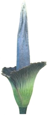 Titan arum